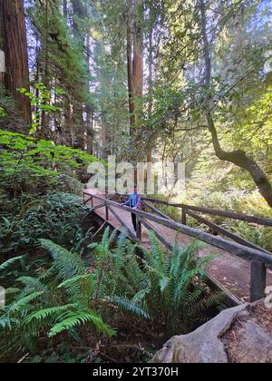 A serene forest scene featuring a wooden bridge surrounded by lush ferns and towering trees, with a person standing on the bridge enjoying nature. Stock Photo