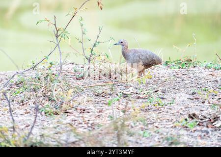 The shy undulated tinamou bird in Brazil Stock Photo