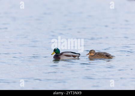 Mallard Anas platyrhynchos, adult pair swimming, Minsmere RSPB reserve, Suffolk, England, December Stock Photo