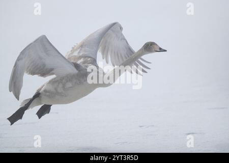 Whooper swan in flight over frozen lake kussharo in hokkaido , japan. Stock Photo