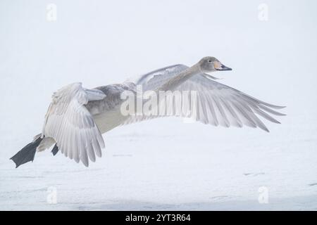 Whooper swan in flight over frozen lake kussharo in hokkaido , japan. Stock Photo