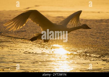 whooper swan in flight at sunset on lake kussharo in hokkaido , japan Stock Photo