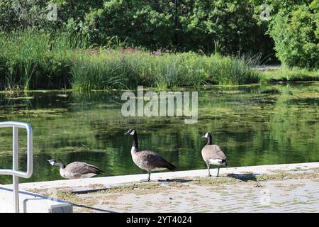 three Canada Geese on the edge of a marshy pond Stock Photo