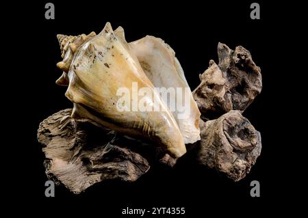 A stunning trombus pugilis or Fighting Conch shell displayed on rugged driftwood. Its vibrant golden tones and detailed spirals are elegantly highligh Stock Photo