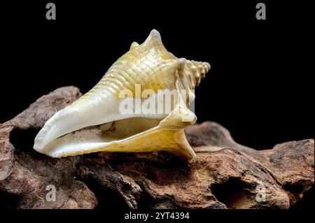 A stunning trombus pugilis or Fighting Conch shell displayed on rugged driftwood. Its vibrant golden tones and detailed spirals are elegantly highligh Stock Photo
