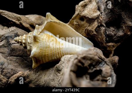 A stunning trombus pugilis or Fighting Conch shell displayed on rugged driftwood. Its vibrant golden tones and detailed spirals are elegantly highligh Stock Photo