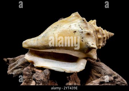 A stunning trombus pugilis or Fighting Conch shell displayed on rugged driftwood. Its vibrant golden tones and detailed spirals are elegantly highligh Stock Photo