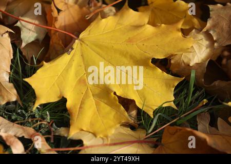 Yellow maple leaves pattern on the ground Stock Photo