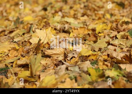 Yellow maple leaves pattern on the ground Stock Photo