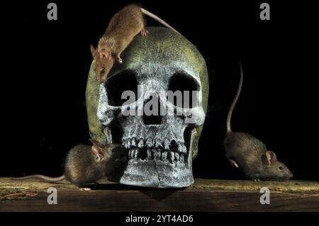 Adult house mice Dorset, UK Stock Photo