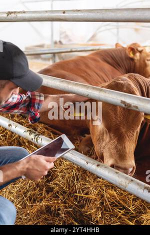 Male farmer with digital tablet visually inspecting a cows on a livestock farm. Stock Photo