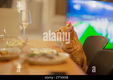Ginger cat sitting at a table looking at a glass of wine Stock Photo