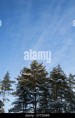 Pine tree tops covered in snow against blue sky Stock Photo