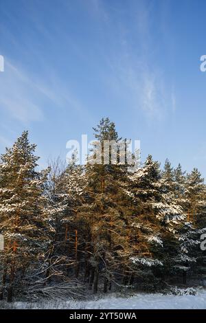 Pine tree tops covered in snow against blue sky Stock Photo