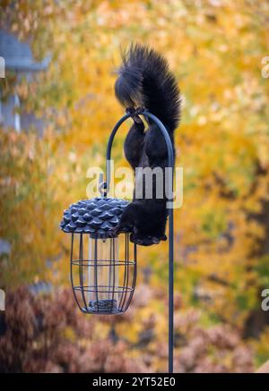 Black squirrel hanging upside down on bird feeder hook to on fall day. Stock Photo
