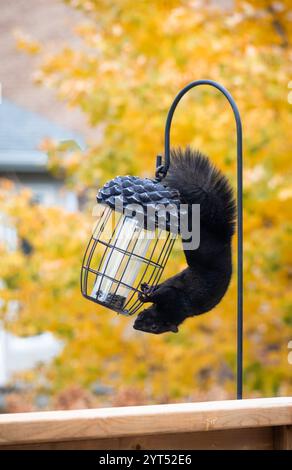 Black squirrel hanging upside down on bird feeder hook to on fall day. Stock Photo