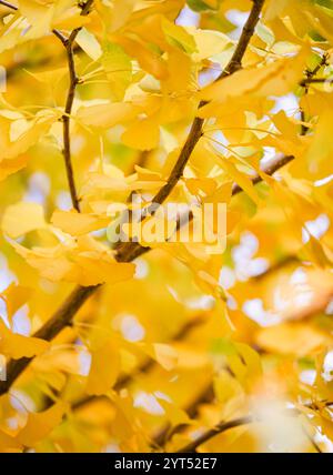 Branches of bright yellow leaves on ginkgo biloba tree on autumn day. Stock Photo