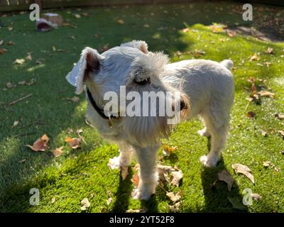 White miniature schnauzer in sunlit backyard with green lawn Stock Photo