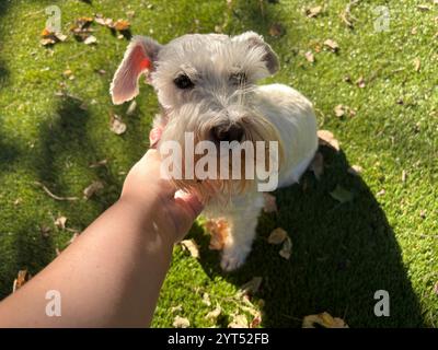 Arm reaching out to pet white miniature schnauzer on green lawn Stock Photo