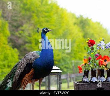 Blue peacock with beautiful feathers and colors with some nice flowers in front Stock Photo