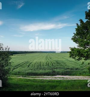 Green field and blue sky. Wheat field surrounded by trees. Agricultural field in countryside. Stock Photo