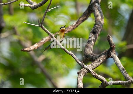 Single blue tailed bee eater perching on branch of tree in park. Stock Photo