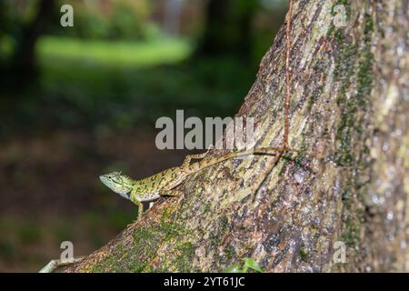 Single forest crested lizard crawling on trunk of tree in park. Stock Photo