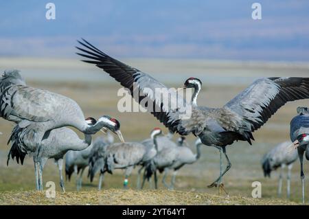 Grus grus (Common crane) grazing in wintering at the Gallocanta lagoon (Spain) before the spring migration to northern Europe Stock Photo