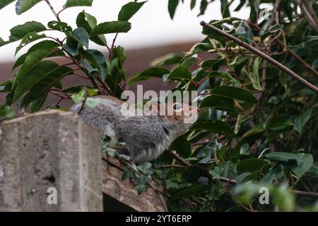 A grey squirrel ( Sciurus carolinensis ) on a garden fence amid foliage in Bedfordshire, England, UK Stock Photo