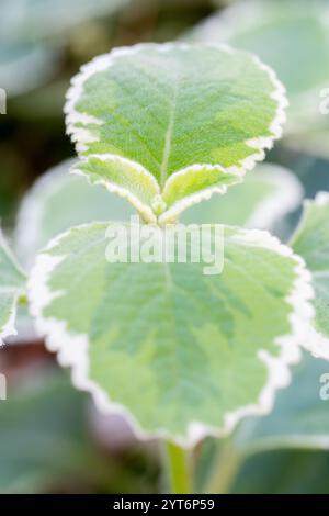 Cuban oregano, Mexican mint, and Country borage are some of the common names of Coleus amboinicus. Stock Photo