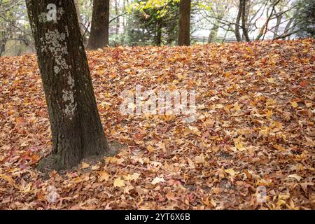 Large tree by a thick layer of fallen brown autumn leaves, creating a natural, textured carpet in a quiet forest setting. Stock Photo