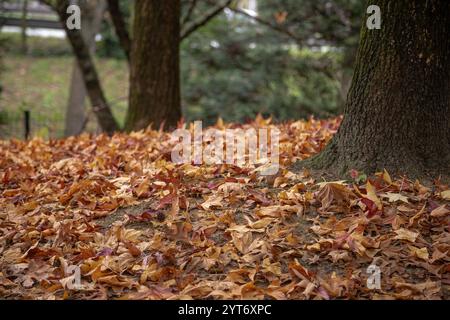 Large trees by a thick layer of fallen brown autumn leaves, creating a natural, textured carpet in a quiet forest setting. Stock Photo