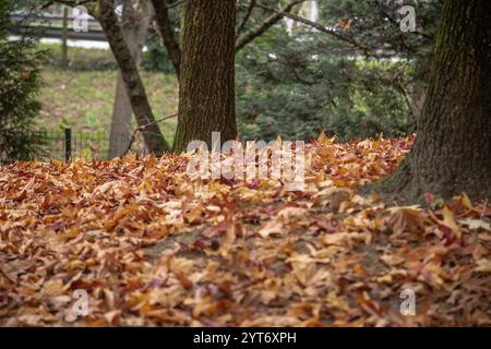 Large trees by a thick layer of fallen brown autumn leaves, creating a natural, textured carpet in a quiet forest setting. Stock Photo
