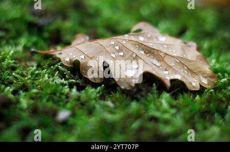 A brown colored oak leaf dotted with water drops lying in the forest on green moss. Concept of water retention in nature. Stock Photo