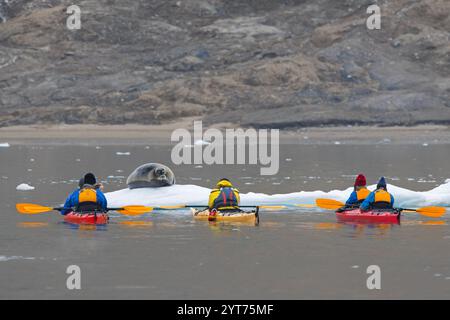 Eco-tourists in kayaks taking pictures of bearded seal (Erignathus barbatus) resting on ice floe along the coast of Svalbard / Spitsbergen Stock Photo