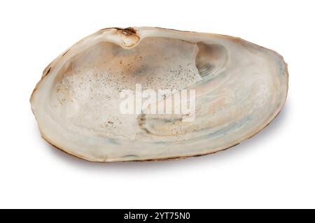 Studio shot of a common bivalve, Common Otter, cut out against a white background. Stock Photo