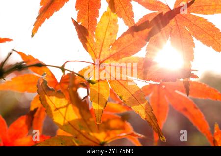 Maple branches with yellow leaves in autumn, in the light of sunset. Dry autumnal leaves background, golden maple tree foliage. Stock Photo