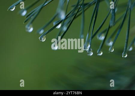 Water droplets on pine needles, Germany Stock Photo