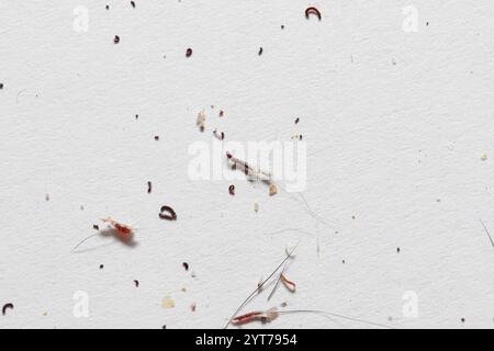 Close-up of carpet beetle larvae, hairs, and skin flakes illustrating a pest infestation Stock Photo