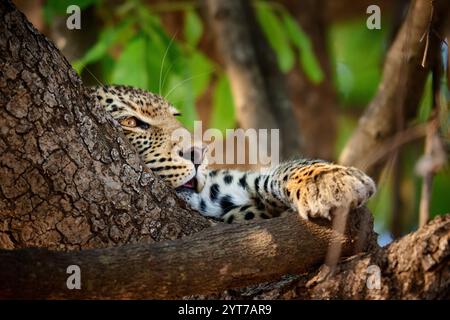 portrait of a young African leopard (Panthera pardus pardus) in a tree, South Luangwa National Park, Mfuwe, Zambia, Africa Stock Photo