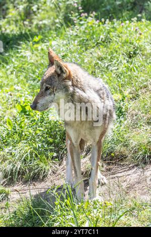 Wolf hunting in the forest, Italian Alps. Canis Lupus, free in the wild nature. Stock Photo