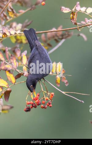 Autumn, blackbird eats rowan berries Stock Photo
