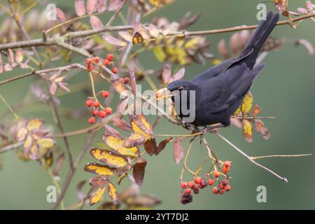 Autumn, blackbird eats rowan berries Stock Photo