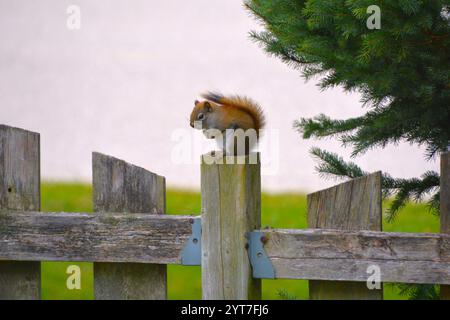 An American red squirrel sits perched on a fence post deciding to freeze or flee as it prepares for winter. Stock Photo