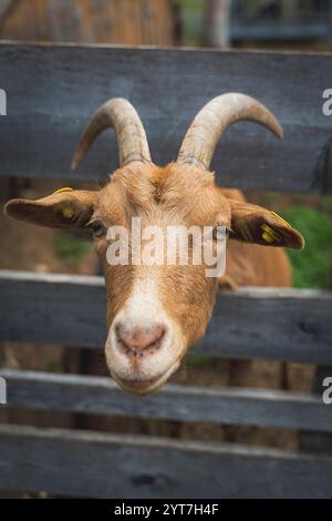 A goat with orange-red fur sticks its head through a wooden fence and looks curiously at the camera. Close up. Stock Photo