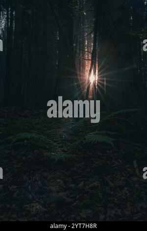 Rays of the rising sun shine through the morning mist past tree trunks onto a meadow in the Allgäu near Pfronten. The scenery radiates the calm of the morning and has something mystical about it. Stock Photo