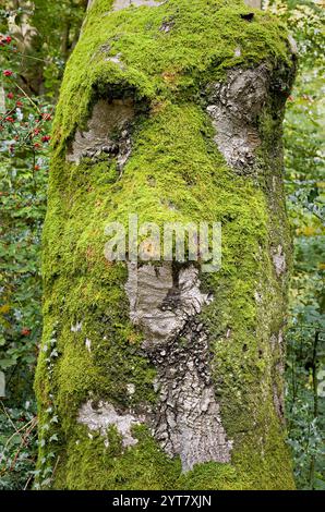 Europe, Germany, North Rhine-Westphalia, Bonn, Ippendorf, Kottenforst, Rhineland Nature Park, nature reserve, beech, trunk, bark, moss covered, face, tree creatures, no persons Stock Photo