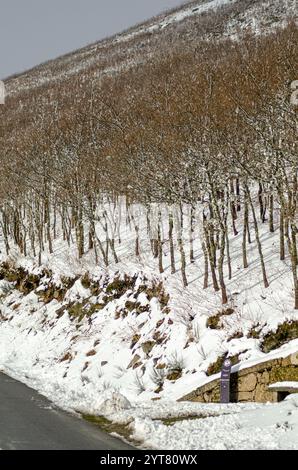 birch and oak trees in snowy Timiryazevskiy forest park of Moscow city ...