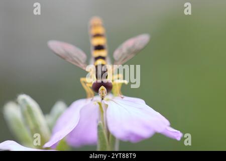 Hoverfly, Common Long-bellied Hoverfly, Sphaerophoria scripta Stock Photo