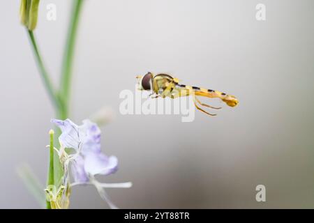 Hoverfly, Common Long-bellied Hoverfly, Sphaerophoria scripta Stock Photo